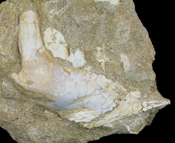 Enchodus Jaw Section in Rock - Cretaceous Fanged Fish #60532